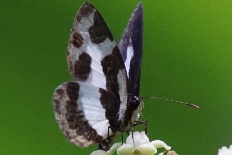 Phazaca theclata - Ellbogen-Pierrot